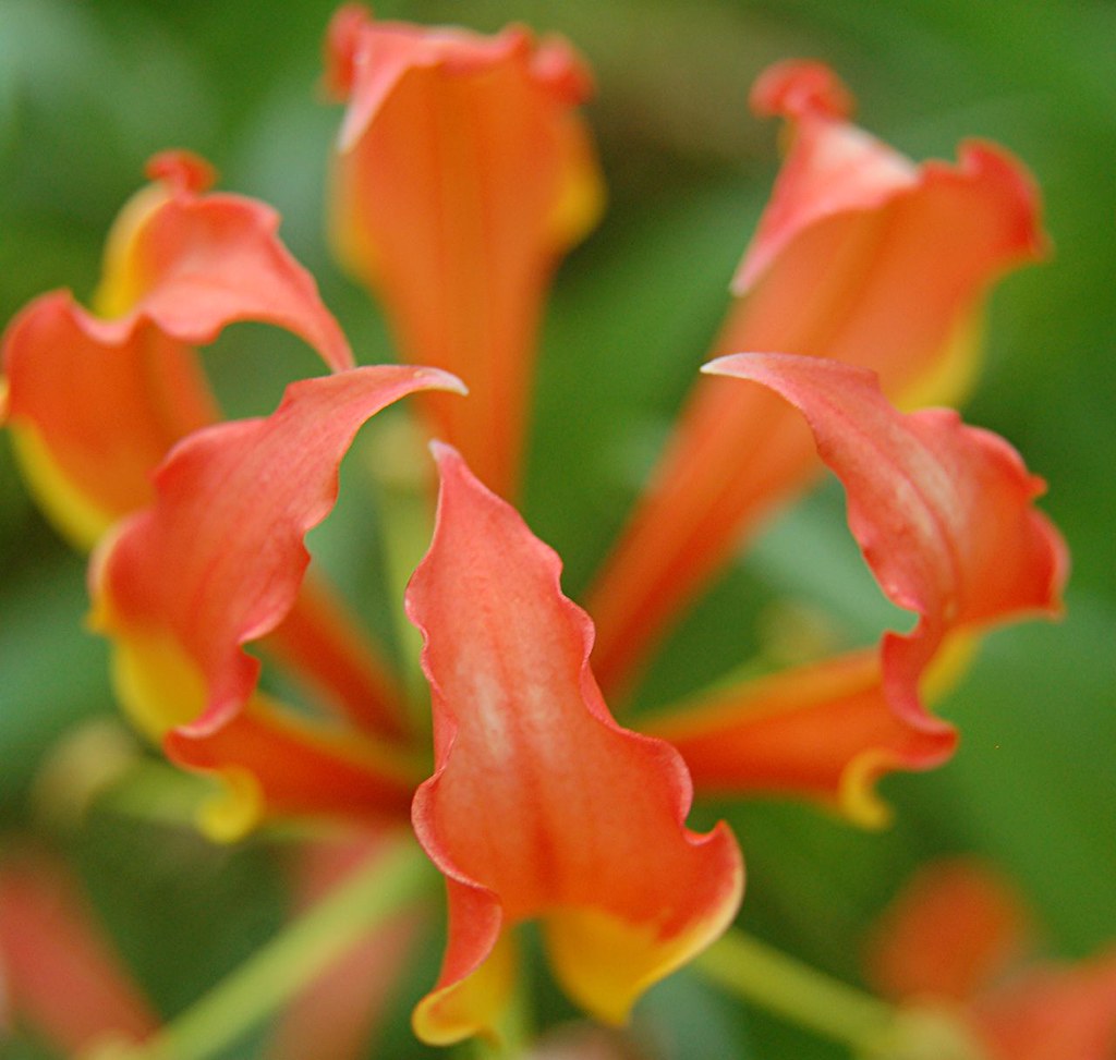The delicate curling edges of an orange and gold Gloriosa Lily