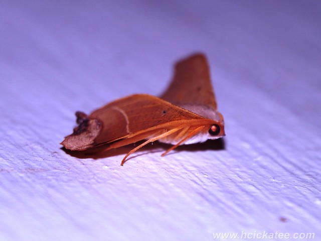 Hook-tip Moth - Family Drepanidae