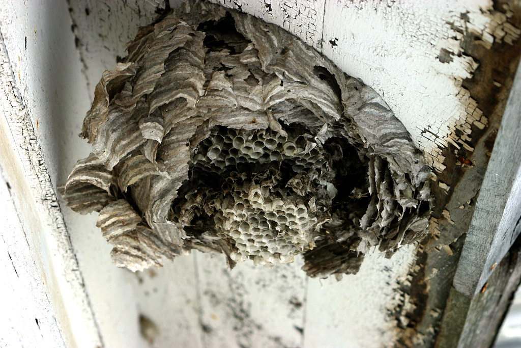 Decayed Bug Decay and More Decay | They look so benign in the winter and… | Flickr