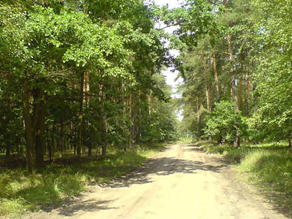 droga w lesie2