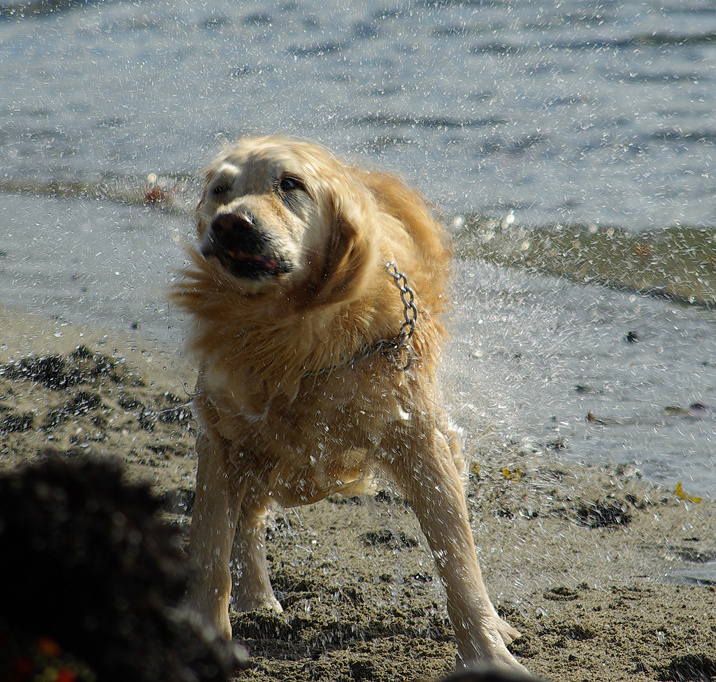 Dog Day Afternoon | Brbrbrbrbrbrbrbrbrbr | Gordzilla1 | Flickr