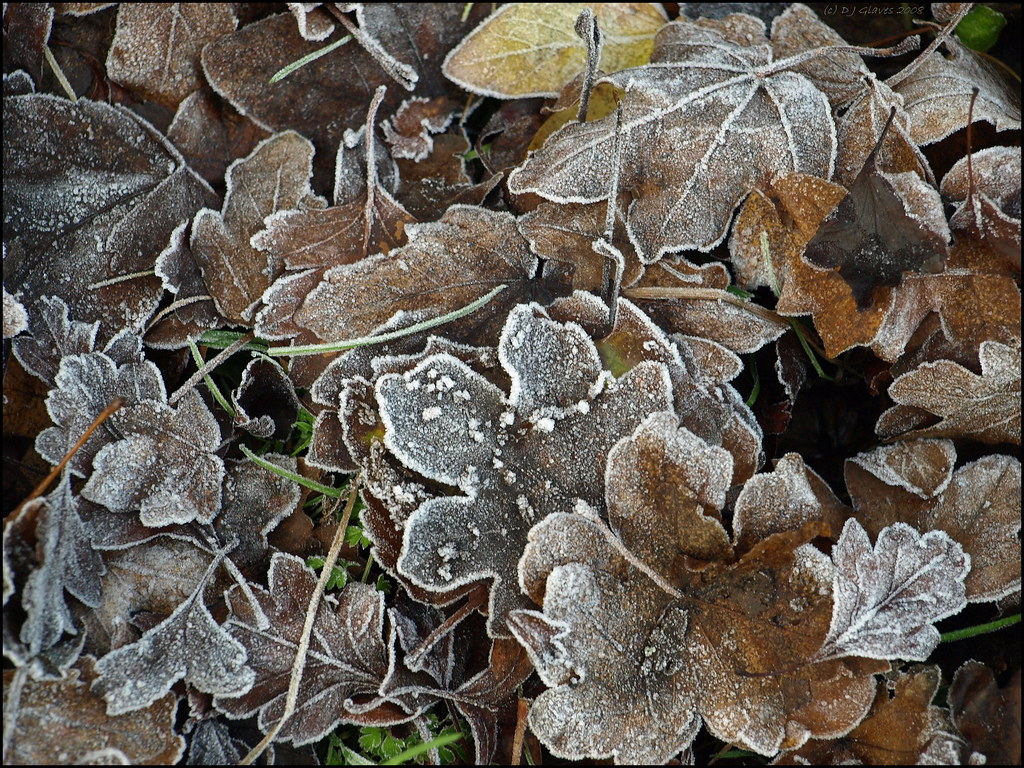 Frosted maple leaves by ExeDave