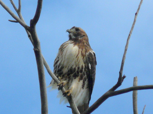 ~Juvie Red-tailed Hawk~
