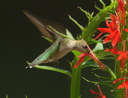 hummingbird rubythroatedhummingbird cardinalflower archilochuscolubris flyinghummingbird cardinalplant slbfeeding slbflying slbhovering