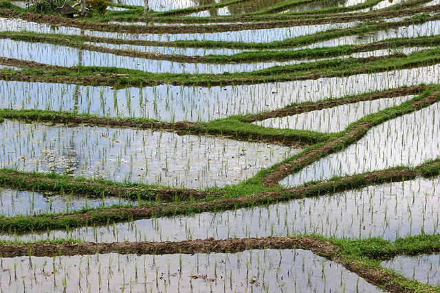 Rice Terrace detail, Bali