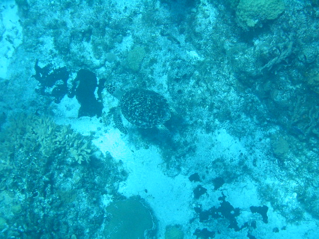 Sea turtle - Cozumel underwater