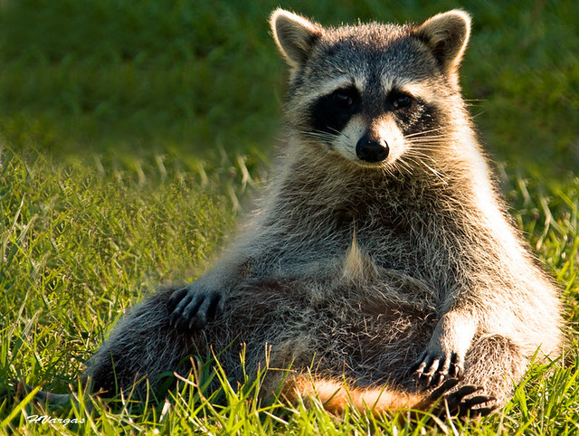 Raccoon.jpg