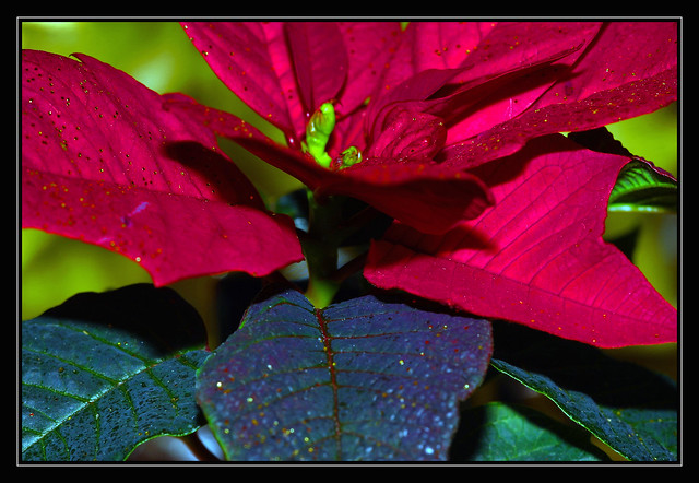 Weihnachtsstern -  Poinsettie - lat. Euphorbia pulcherrima