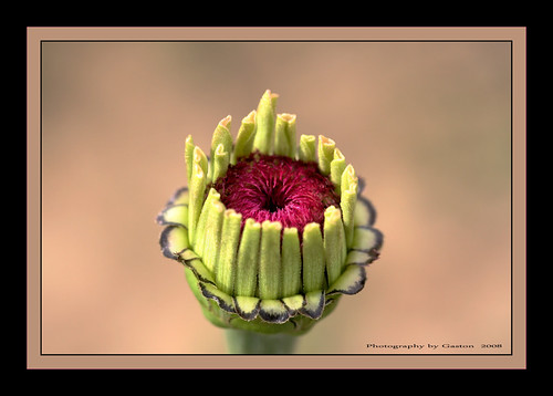 ~~~Soon to be Zinnia~~~ | by ~~~Gasssman~~~