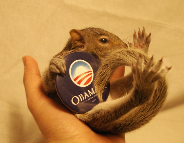 Obama Squirrel