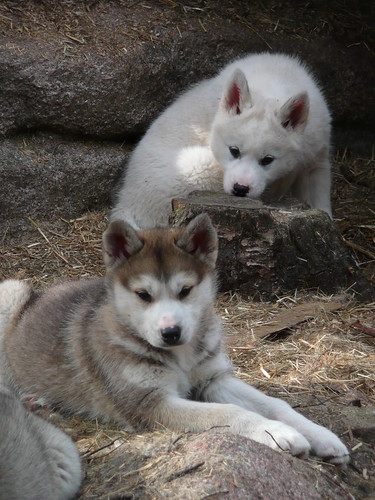 husky puppies_02 | rovaniemi, lapland, finland | manuel cazzaniga | Flickr
