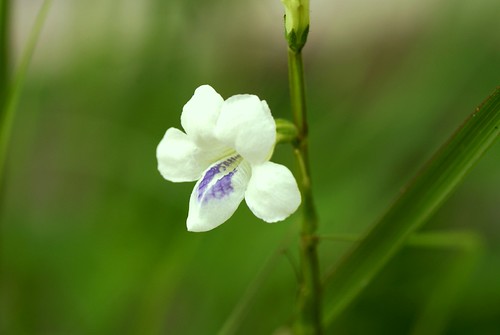 bunga liar | by 284/88