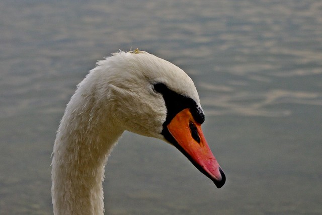 swan profile..