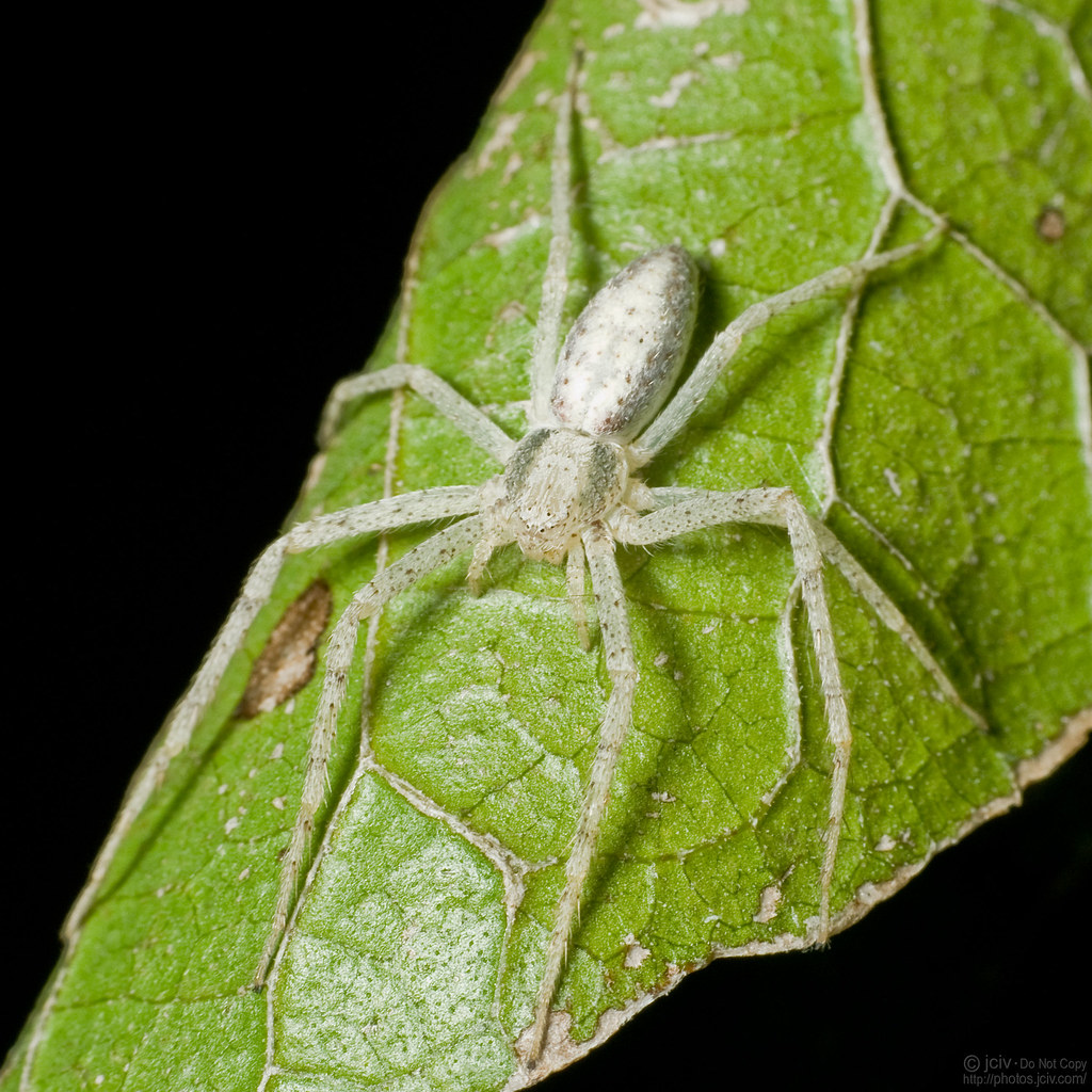 Arachtober 26 - Ghost Spider | family Anyphaenidae - Ghost S… | Flickr