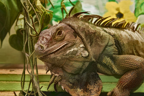 iguana simplify 1 | by jfdpl686