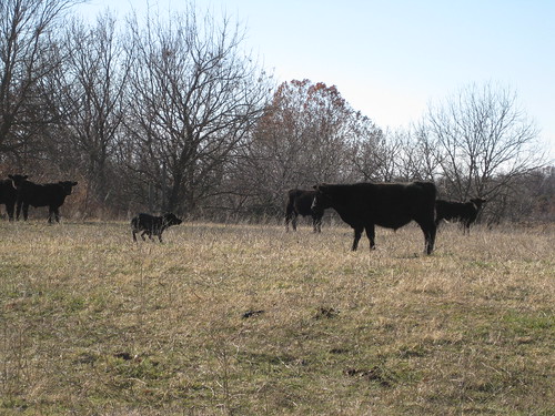 oklahoma cattle farm fabi newkirk