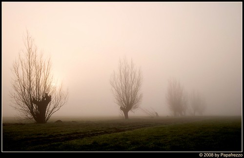 Hazy winter willows by Papafrezzo, 2007-2016 by www.papafrezzo.com