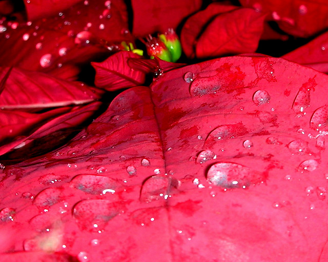 Drop on the Leaf of Poinsettia