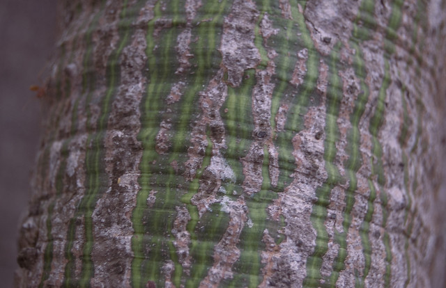 Ceiba pentandra (Malvaceae)