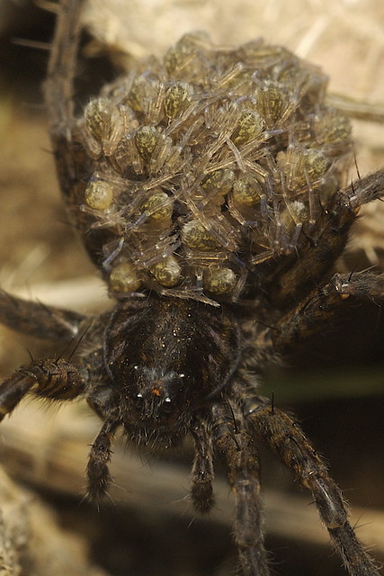 Wolf spider female with young