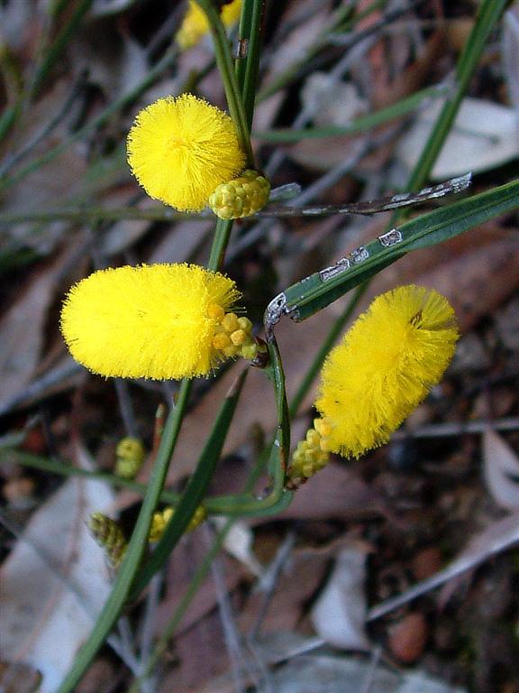 Grass Wattle by jeans_Photos