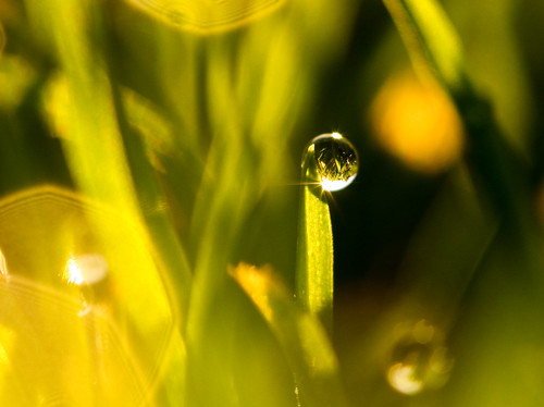 morning sun macro green grass sunrise bokeh drop dewdrop dew