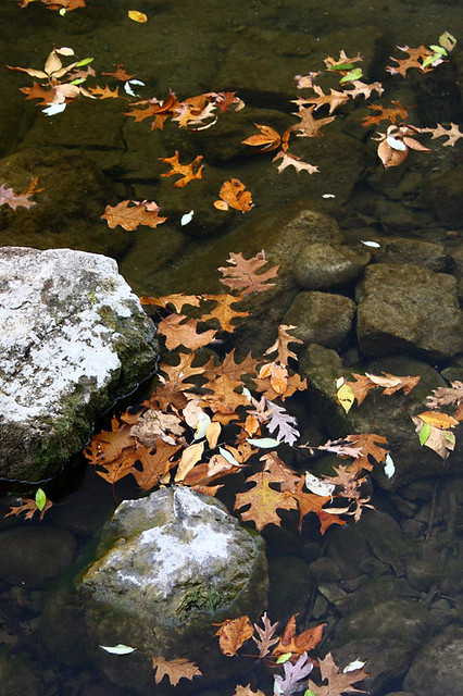 Oak Leaves in Water