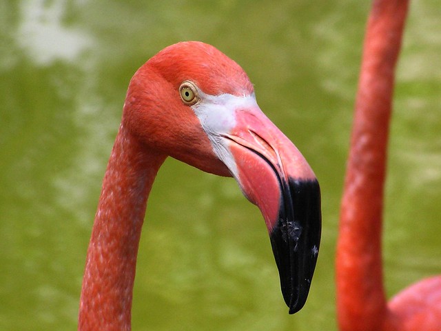 Phoenicopterus ruber ruber - GreaterPhoenicopterus ruber - Flamant des Caraïbes ou Flamant de Cuba ou Flamant rouge - American flamingo or Caribbean flamingo - 13/08/04