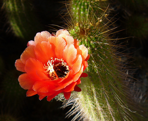 Orange Cactus Flower in the Morning Sun by Melbie Toast