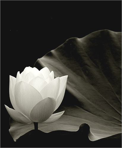 White Lotus Flower - Lotus84 by Bahman Farzad