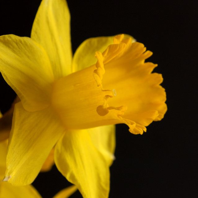 daffodil #2