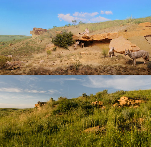 Coyote diorama | by Denver Museum of Nature & Science