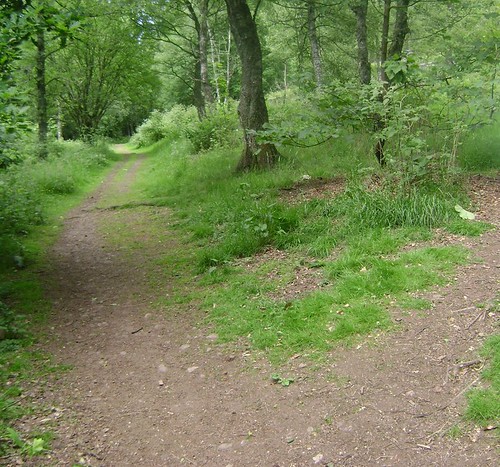 The Divergence of Two Paths | by Somemothersdo'ave'em