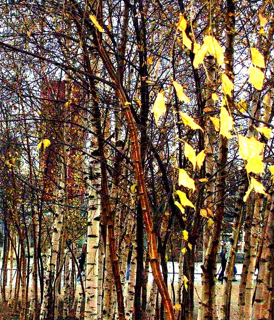 London, tree trunks with leaves