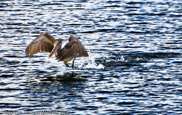 Pelican Take-Off