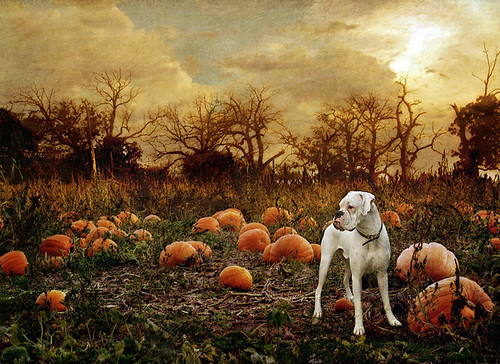 The Pumpkin Patch by dog ma