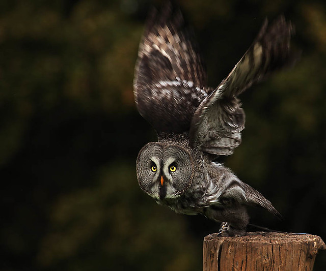 Owl departure