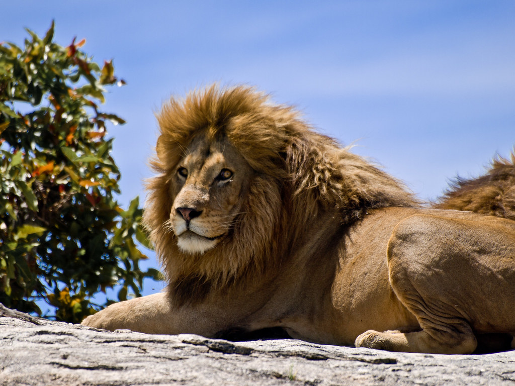 Male Lion on Rock | Portait of a male lion basking in the su… | Flickr