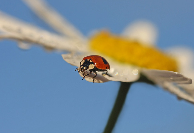 Ladybird on daisy, after the rain