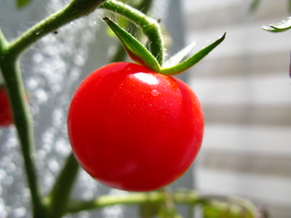 Tomato | by photon_de