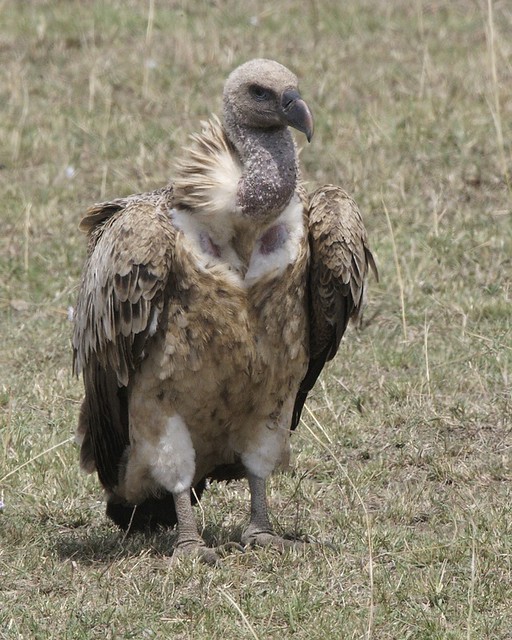 Ruppell's griffon vulture juvenile