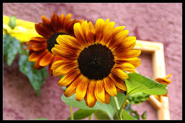 Sunflowers of Camden Locke