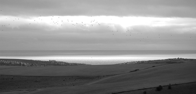 Flock over coast View from the South Downs, England