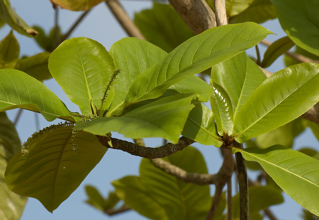 Terminalia catappa (Combretaceae)