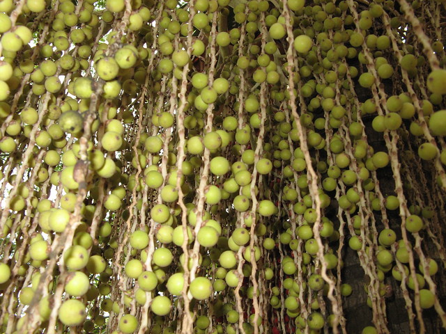 Jerivá (Syagrus romanzoffiana) green fruits CERET S PAULO, Brazilian tree