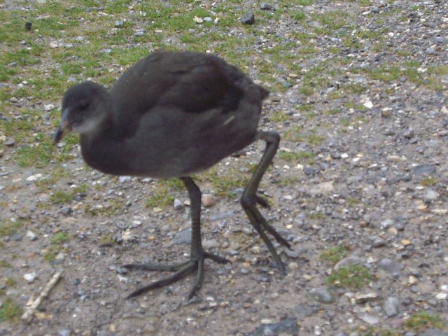 Spindly-legged bird