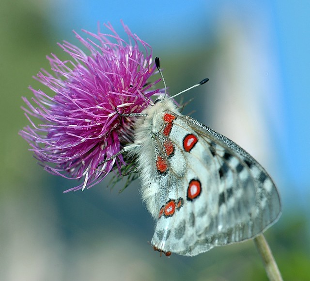 d0804101 | Apollofalter (Parnassius apollo) auf Alpen-Distel (Carduus defloratus). Salzkammergut, 06.07.2008