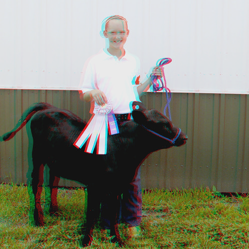 people animal stereoscopic stereophoto 3d anaglyph iowa prize ribbon calf siouxcity anaglyphs redcyan 3dimages 3dphoto 3dphotos 3dpictures siouxcityia stereopicture