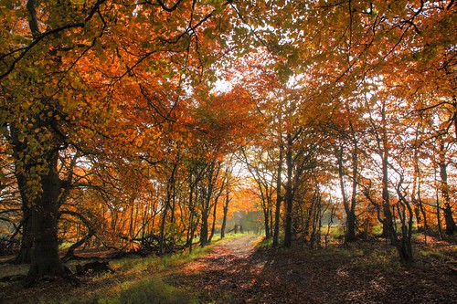 Wytham Woods in autumn by pcgn7