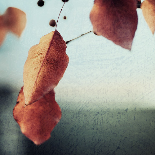 “Knowing trees, I understand the meaning of patience. Knowing grass, I can appreciate persistence.” | by ~~~Christi~~~